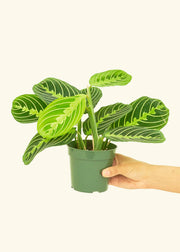 Hand holding a potted Maranta leuconeura 'Lemon Lime' plant, rooted in a nursery pot, showcasing its lush leaves.