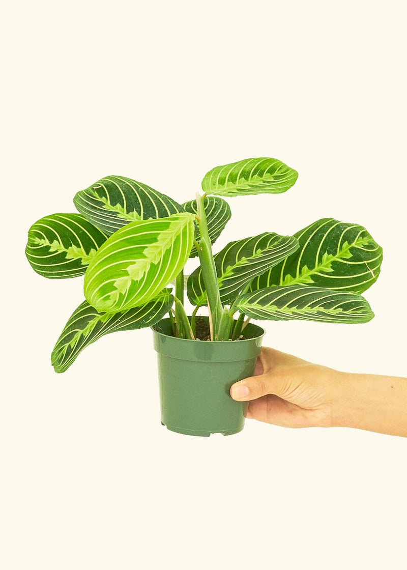 Hand holding a potted Maranta leuconeura 'Lemon Lime' plant, rooted in a nursery pot, showcasing its lush leaves.
