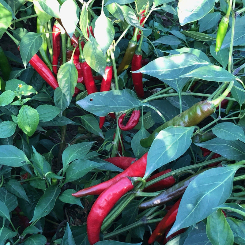 Burlap & Barrel | Kashmiri Chili Powder