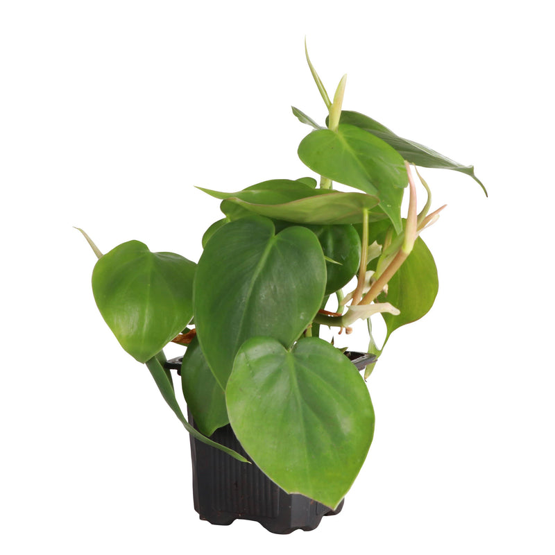 Thorsen's Greenhouse Heartleaf Philodendron, a lush trailing houseplant in a 4 plastic pot, ideal for diverse light conditions, enhancing indoor environments.