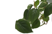 Heartleaf Philodendron in a 4 pot, showcasing lush green leaves, perfect for home decor and easy care, from Thorsen's Greenhouse.
