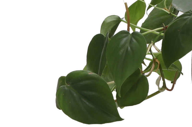 Heartleaf Philodendron in a 4 pot, showcasing lush green leaves, perfect for home decor and easy care, from Thorsen's Greenhouse.