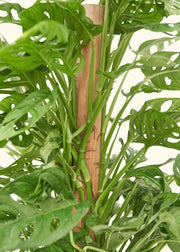 Close-up of Monstera adansonii plant, showcasing its unique leaf structure, rooted in a nursery pot, sold as Rooted - Swiss Cheese Vine (4 or 6 Pot).