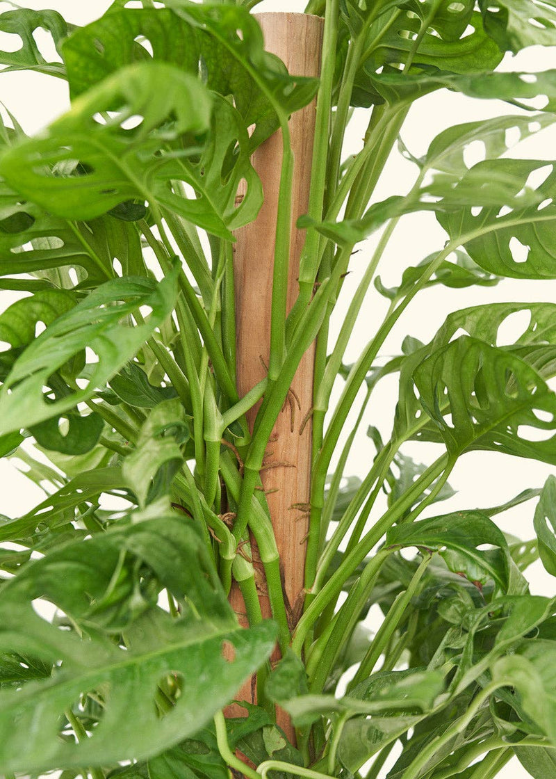 Close-up of Monstera adansonii plant, showcasing its unique leaf structure, rooted in a nursery pot, sold as Rooted - Swiss Cheese Vine (4 or 6 Pot).