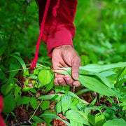 A person in a red-sleeved top forages wild ramps, featured in Burlap & Barrel's Wild Ramps - Single Origin Spice & Seasoning: 0.9 oz glass jar.