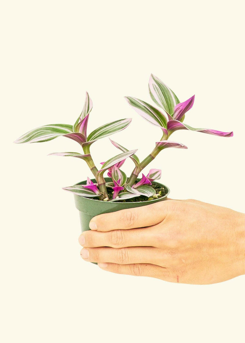 Rooted | Tradescantia 'Nanouk' in a green nursery pot, showcasing green, white, and pink striped leaves, held against a plain background.
