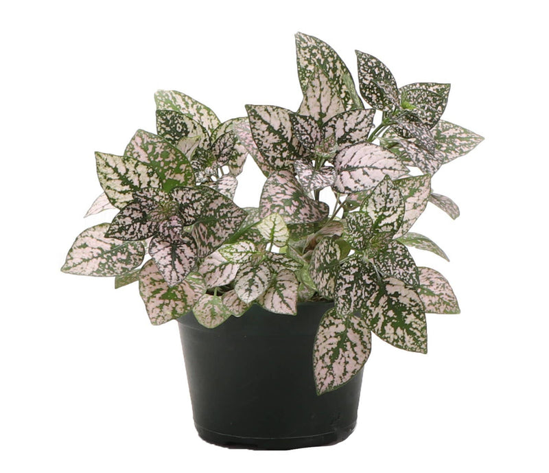 Thorsen's Greenhouse Pink Splash Plant in 3 pot, showcasing vibrant pink and white leaves, ideal for terrariums and compact spaces.