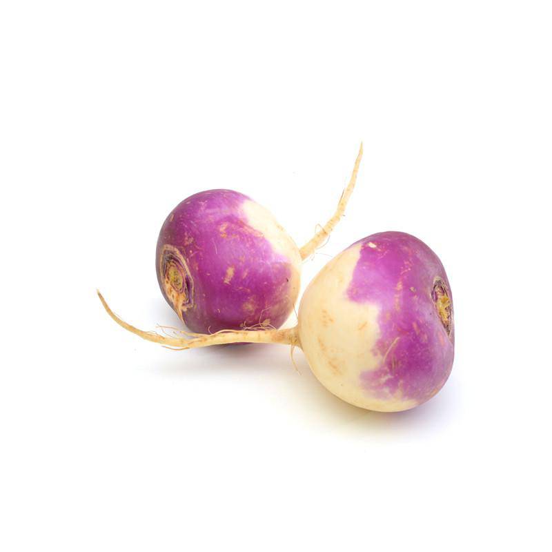 Bentley Seed Co. - Turnip-Purple White Globe 1800's: Two heirloom purple-topped turnips, perfect for cooking and storage, showcased on a plain white background.