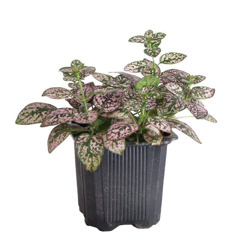 Thorsen's Greenhouse Pink Splash Plant in a 3 pot, showcasing vibrant pink leaves with white and green splotches, ideal for indoor spaces.
