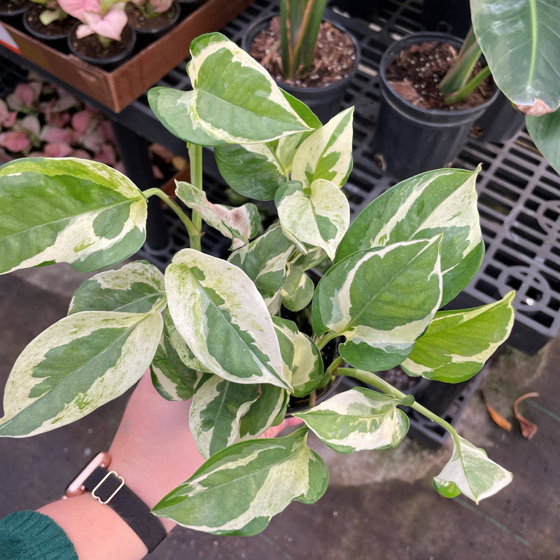 Thorsen's Greenhouse - Pearls and Jade Pothos, a live plant with variegated leaves, in a 3-inch pot, held in hand, showcasing its lush foliage.