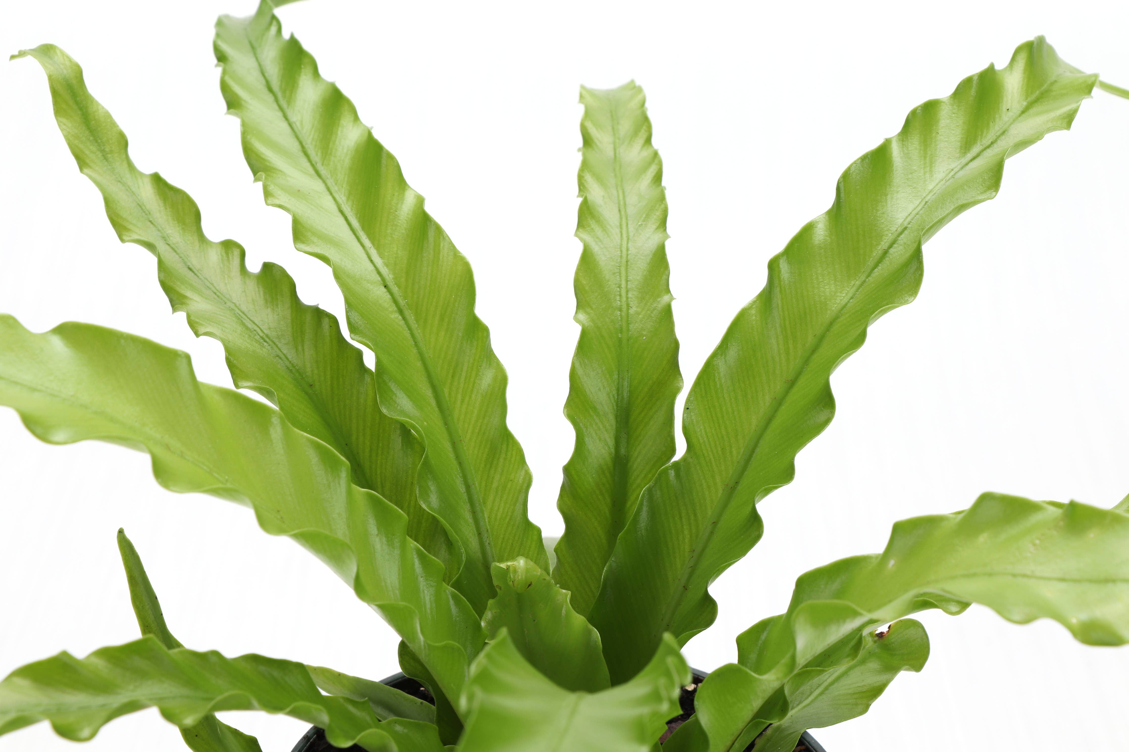 Thorsen's Greenhouse Victoria Bird's-Nest Fern - Thumbnail 5