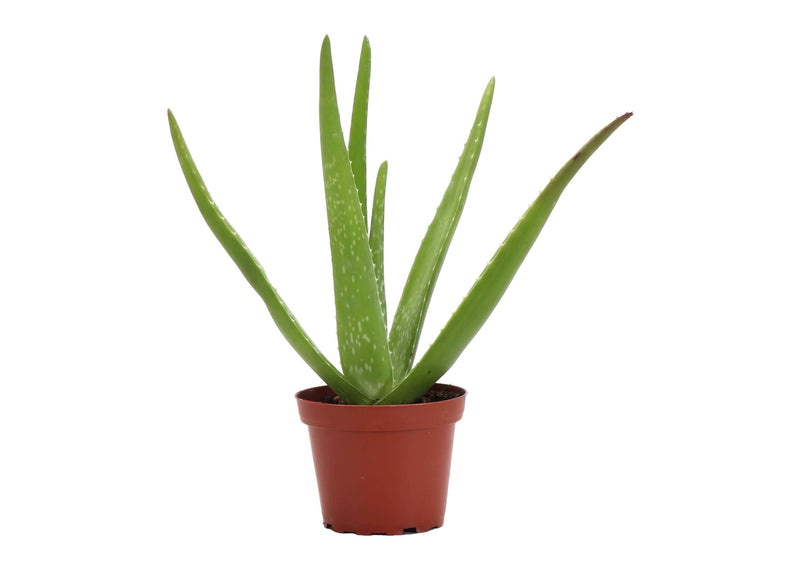 Thorsen's Greenhouse - Aloe Vera Plant in a 4 pot, showcasing vibrant, spiky leaves, perfect for brightening any kitchen space.