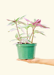 Hand holding Tradescantia 'Nanouk' in a green nursery pot, showcasing variegated pink, white, and green leaves. Available in 4 or 6 pots, rooted and homegrown.