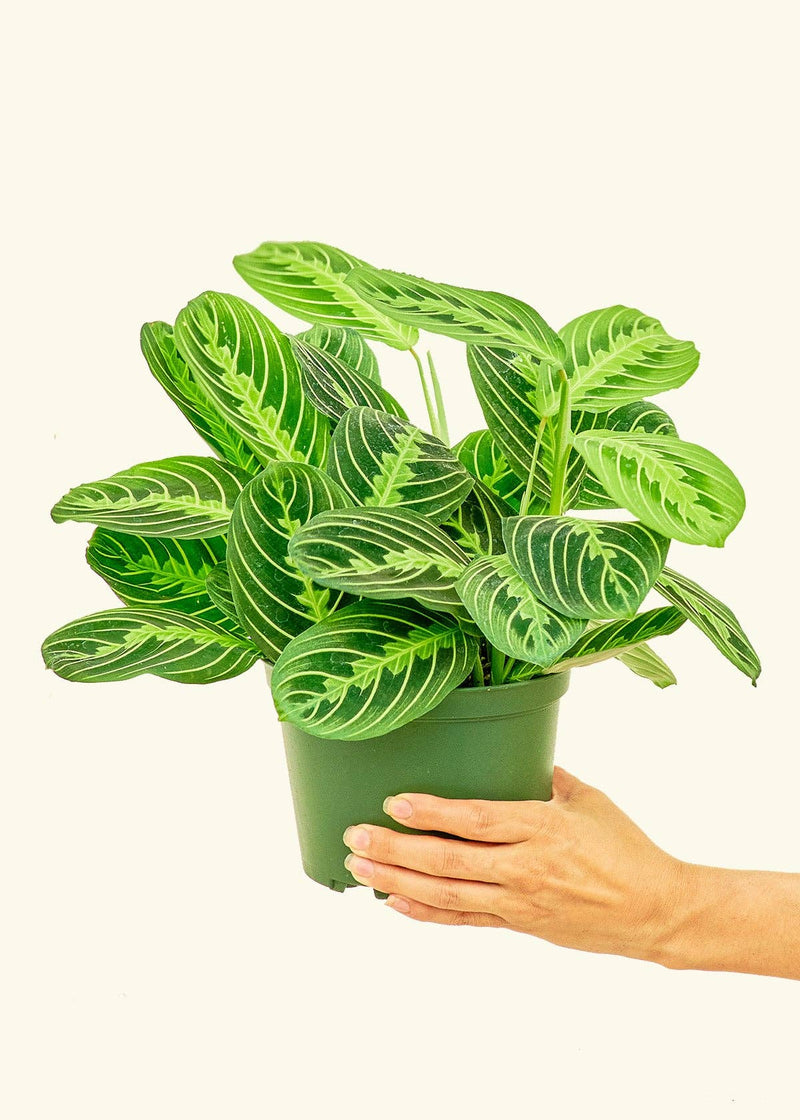 Hand holding a potted Maranta leuconeura 'Lemon Lime' Prayer Plant, emphasizing its lush foliage, available in 4 or 6 nursery pots.