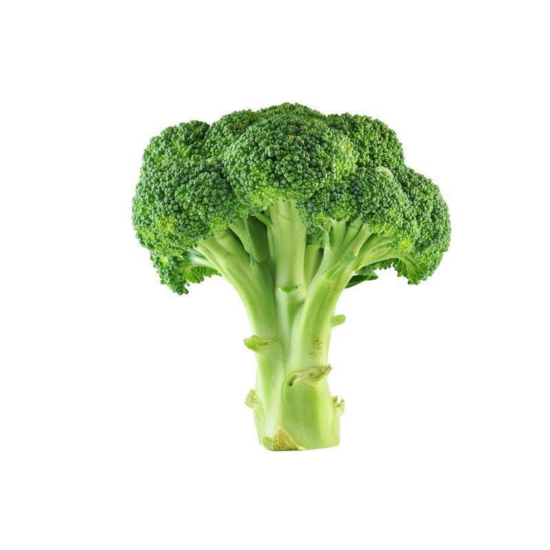 Heirloom Green Sprouting Calabrese Broccoli head from Bentley Seed Co., ideal for garden enthusiasts, offering multiple harvests. Perfect for cooking, salads, or raw consumption.