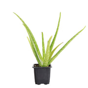 Thorsen's Greenhouse Aloe Vera Plant in a 4 pot, showcasing lush, spiky green leaves, ideal for brightening kitchen spaces. Comes in a grower's pot.