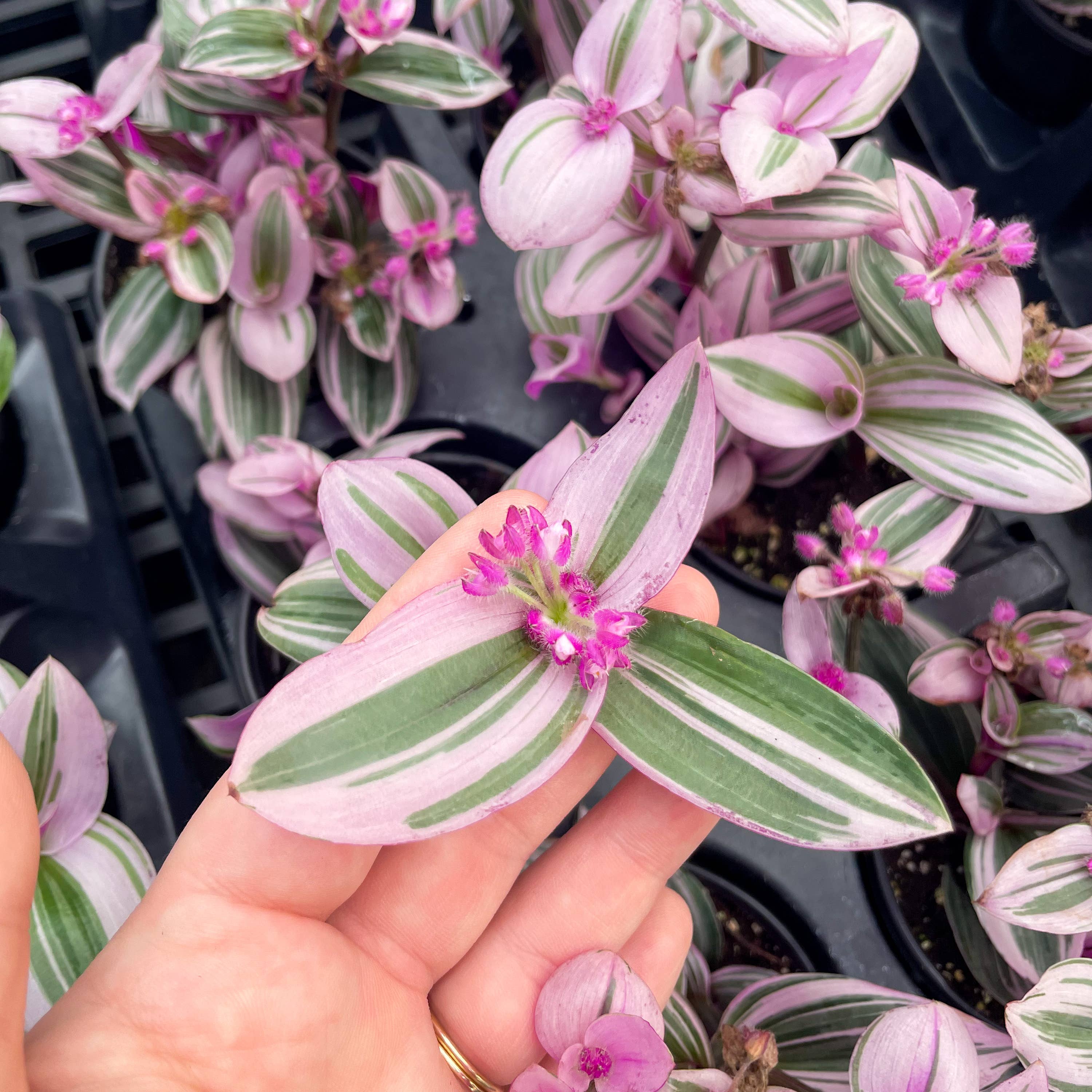 Thorsen's Greenhouse Tradescantia Nanouk Plant - Thumbnail 5