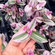 Tradescantia Nanouk plant with pink, green, and purple leaves held in a hand, showcasing its vibrant foliage; 4 plastic pot visible.