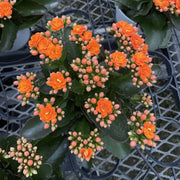 Flowering Calandiva Kalanchoe in a 4 pot, showcasing lush clusters of vibrant orange double-petaled blooms, ideal for gifting and home decor.