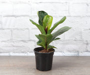 Thorsen's Greenhouse Fiddle Leaf Fig Plant in a black pot on a wooden table, showcasing its large, glossy leaves, ideal for bright indoor spaces.