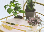 Thorsen's Greenhouse - Pink Splash Plant in a 3 pot with colorful leaves, placed beside gold utensils on a plate, highlighting kitchen decor.
