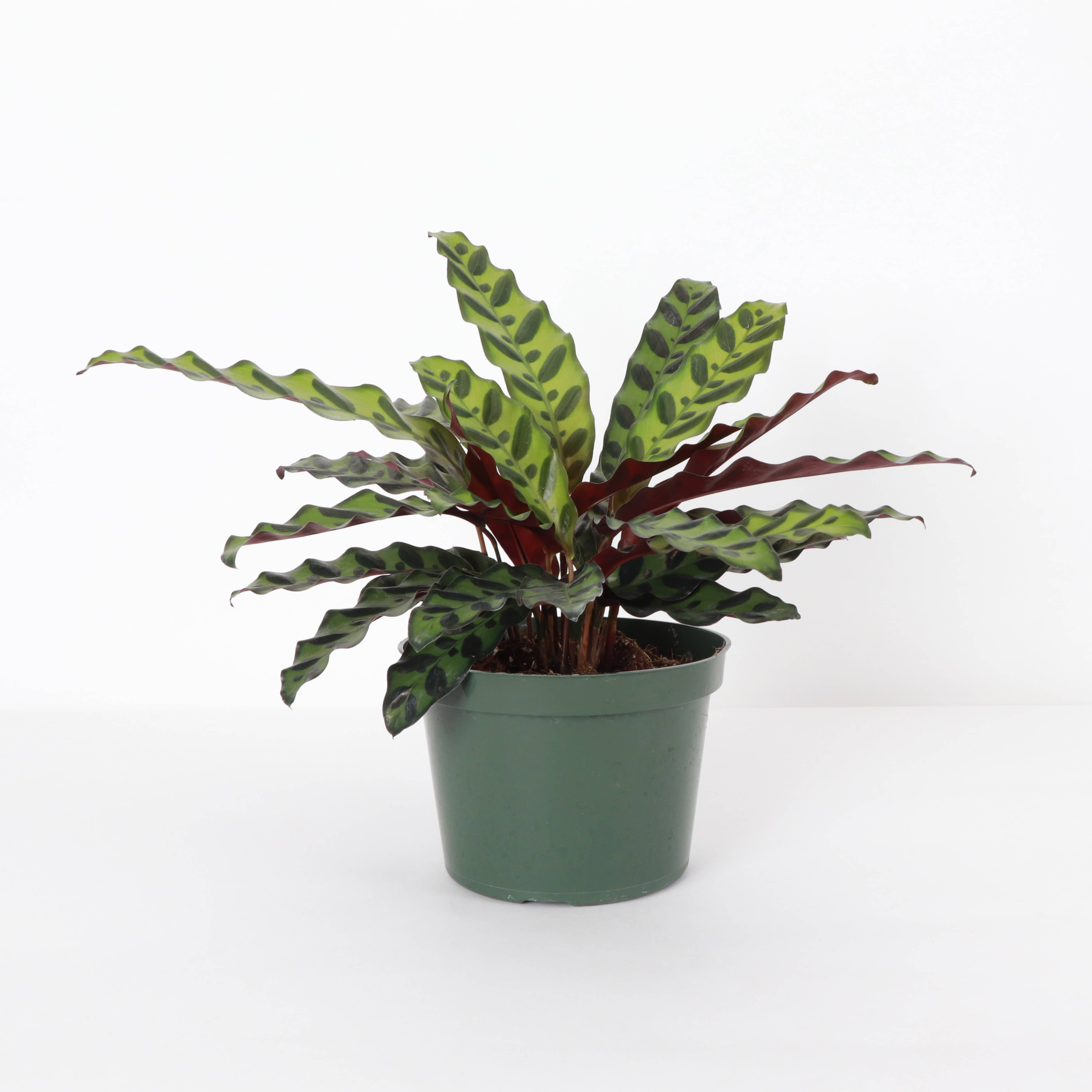 Thorsen's Greenhouse Calathea Rattlesnake - Thumbnail 3