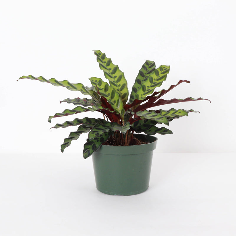 Thorsen's Greenhouse - Calathea Rattlesnake: A live plant with vibrant green and red leaves in a 4 pot, perfect for indoor decor.
