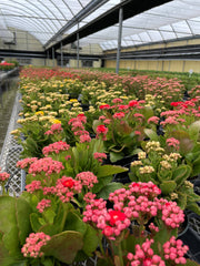 Flowering Calandiva Kalanchoe in a greenhouse, showcasing vibrant clusters of double-petaled blooms. Comes in a 4 grower's pot, perfect for gifting.