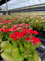 Thorsen's Greenhouse - Flowering Calandiva Kalanchoe in a 4 pot with vibrant, double-petaled blooms visible in a greenhouse setting.