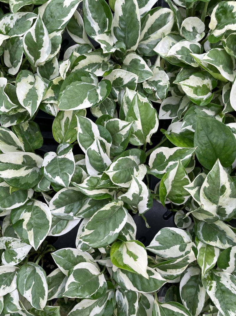 Thorsen's Greenhouse - Pearls and Jade Pothos in 3 pot, featuring variegated green and white leaves, ideal for indoor decor.