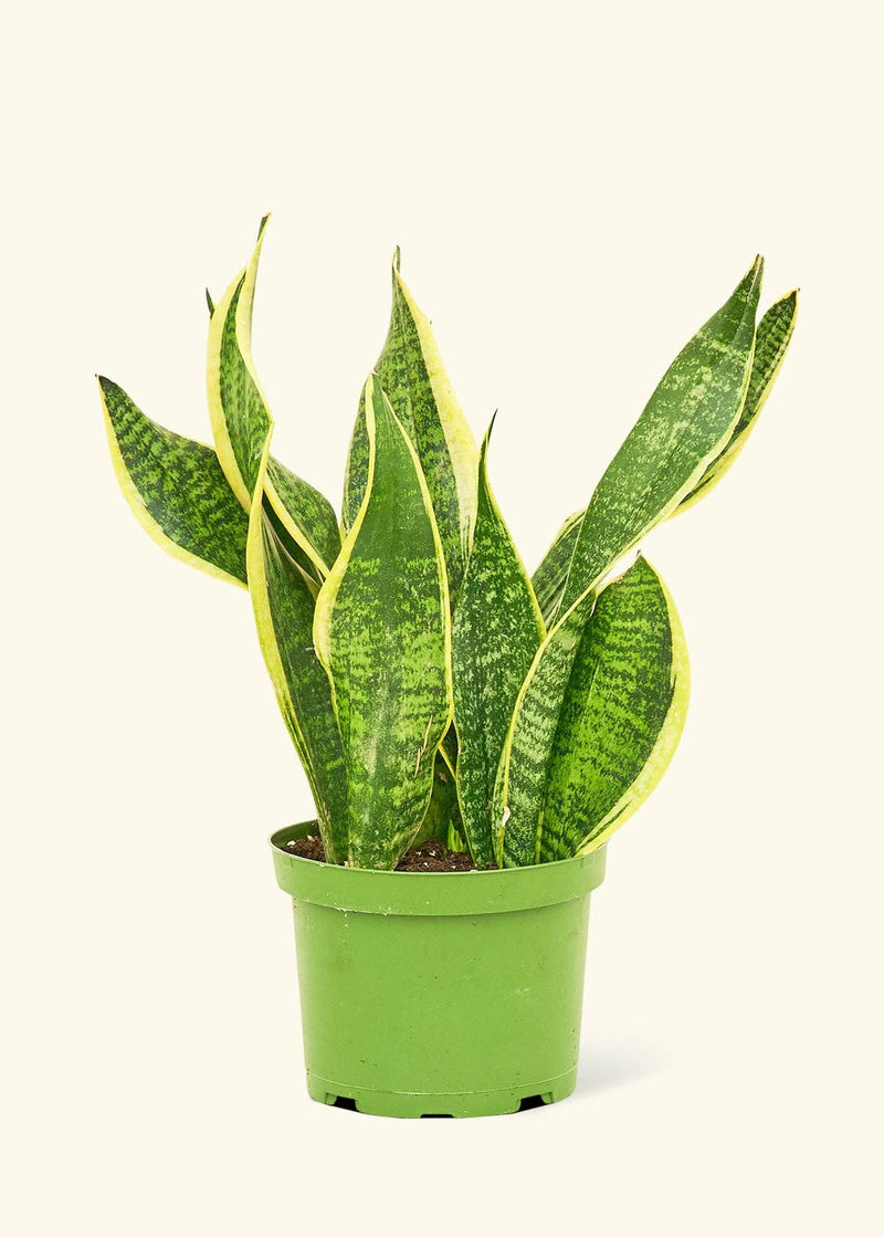 Snake Plant 'Laurentii' in a nursery pot with long green leaves, suitable for home growing, from Athens Cooks.