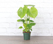 Thorsen's Greenhouse - Monstera Deliciosa in a 4 pot, showcasing its distinct fenestrated leaves, perfect for enhancing indoor spaces with minimal care.