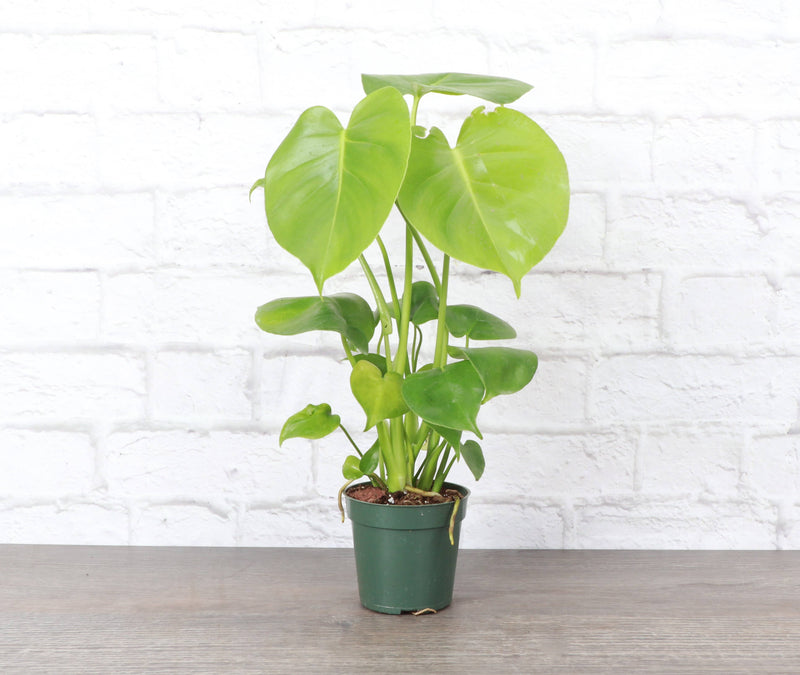Thorsen's Greenhouse - Monstera Deliciosa in a 4 pot, showcasing its distinct fenestrated leaves, perfect for enhancing indoor spaces with minimal care.