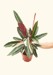 Hand holding a potted Stromanthe 'Triostar' plant, rooted in a nursery pot, homegrown in a central Florida greenhouse and wrapped in recycled craft paper for protection.