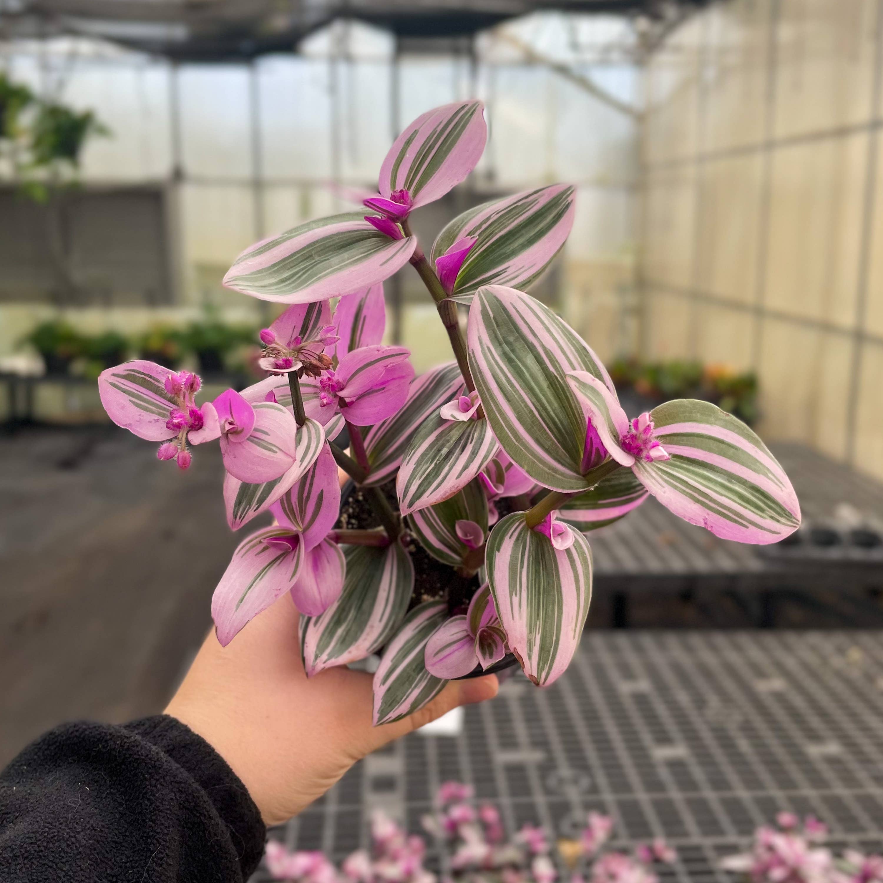 Thorsen's Greenhouse Tradescantia Nanouk Plant - Thumbnail 2