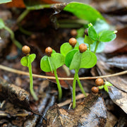 Burlap & Barrel | Zanzibar Whole Black Peppercorns.