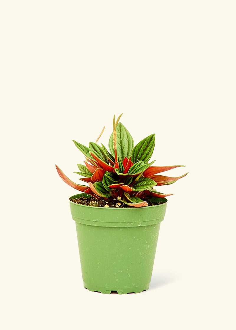 Rooted - Peperomia 'Rosso' in a 4 nursery pot, showcasing its distinctive red leaves and lush green foliage.