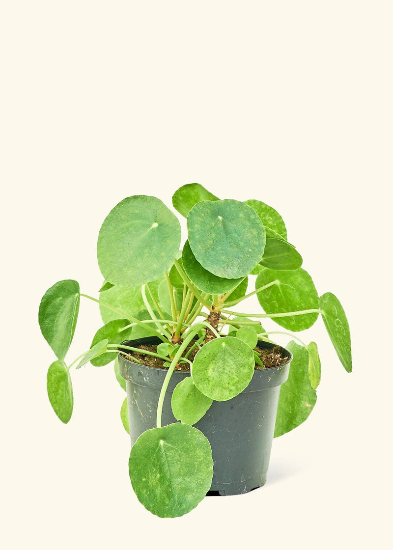 Rooted - Chinese Money Plant in a nursery pot, featuring round green leaves, suitable for homegrown cultivation and shipped from Florida. Available in 4 or 6 pot sizes.