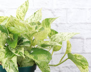 Marble Queen Pothos Plant in a 6 pot, featuring green and white variegated leaves. Ideal for new plant parents; thrives in medium sunlight.