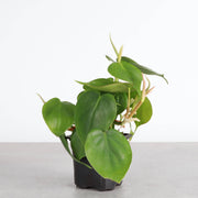 Thorsen's Greenhouse - Heartleaf Philodendron in 4 pot, showcasing lush green trails, ideal for indoor decor.