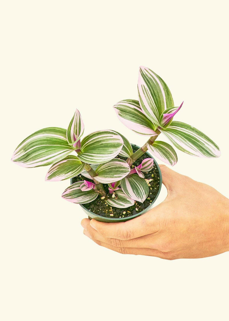 Rooted | Tradescantia 'Nanouk' in a 4 or 6 pot, showcasing variegated leaves in hands, emphasizing Athens Cooks' commitment to quality and care in plant selection.