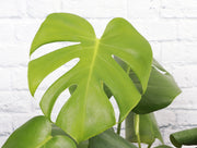 Thorsen's Greenhouse - Monstera Deliciosa - Live Plant: 4 Pot, showcasing a close-up of its uniquely fenestrated green leaf, highlighting its vibrant texture.