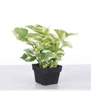 Thorsen's Greenhouse - Pearls and Jade Pothos in a black pot, showcasing lush, variegated white and green leaves. Ideal for enhancing any kitchen space.