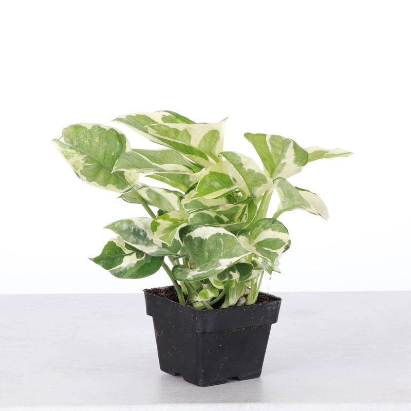 Thorsen's Greenhouse - Pearls and Jade Pothos in a black pot, showcasing lush, variegated white and green leaves. Ideal for enhancing any kitchen space.