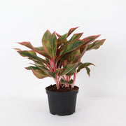 Thorsen's Greenhouse - Red Siam Aglaonema in a black pot, showcasing vibrant red and green leaves, available in 4 size, ideal for indoor decor.