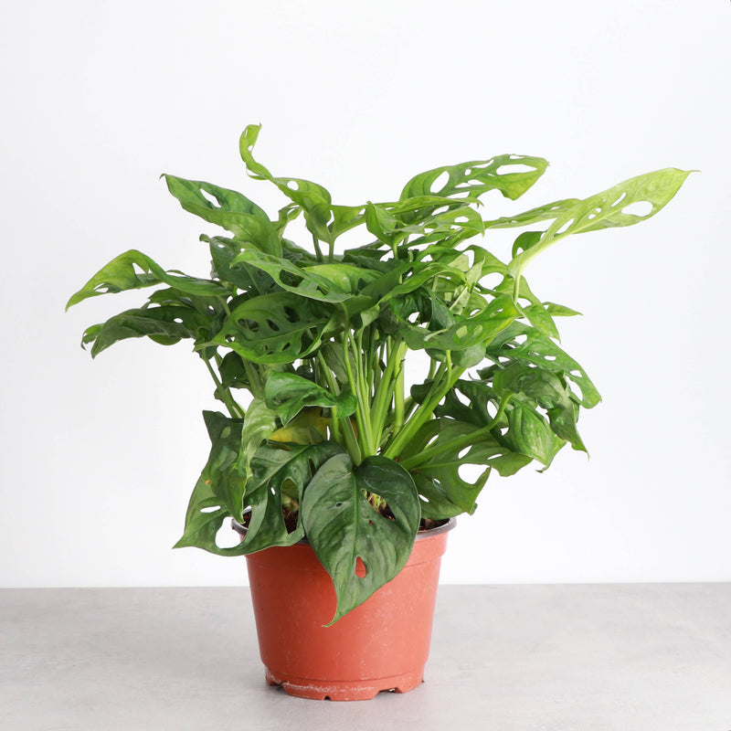 Swiss Cheese Plant, Monstera Adansonii, in a 4 growers pot with drainage holes, showcasing its distinctive fenestrated leaves.