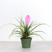 Thorsen's Greenhouse - Pink Quill Bromeliad in a 4 pot, showcasing vibrant pink blooms with green leaves, perfect for brightening indoor spaces.