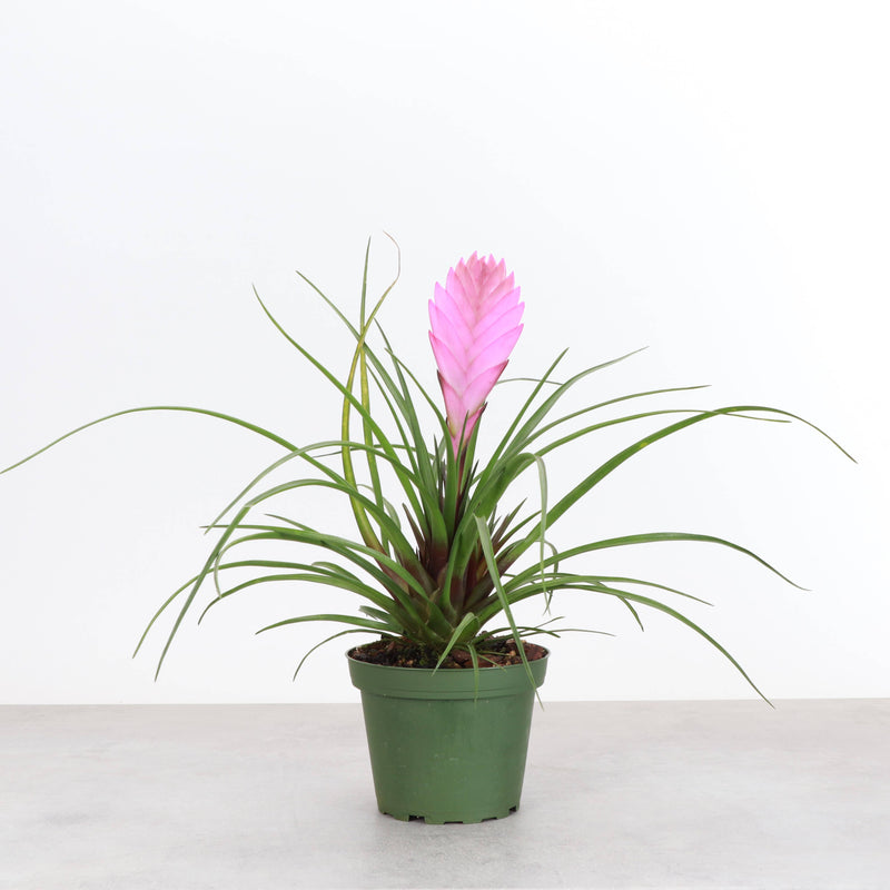 Thorsen's Greenhouse - Pink Quill Bromeliad in a 4 pot, showcasing vibrant pink blooms with green leaves, perfect for brightening indoor spaces.