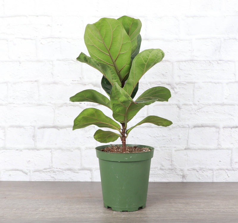 Fiddle Leaf Fig in a 4 pot, showcasing large glossy leaves, ideal for brightening interiors. Arrives in a plastic grower's pot with drainage.