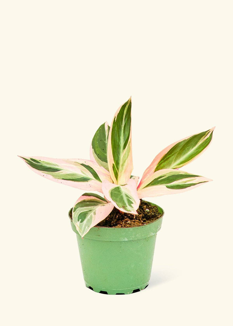 Rooted Stromanthe 'Triostar' in a 4 or 6 pot, featuring vibrant pink and white leaves, perfect for adding a touch of greenery to your kitchen space.